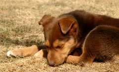 20060318Dogs571