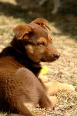 20060318Dogs607