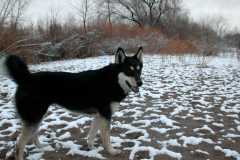 20060319DogPark697