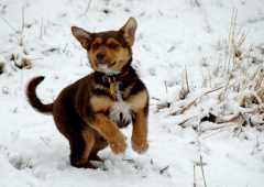20060319DogPark751