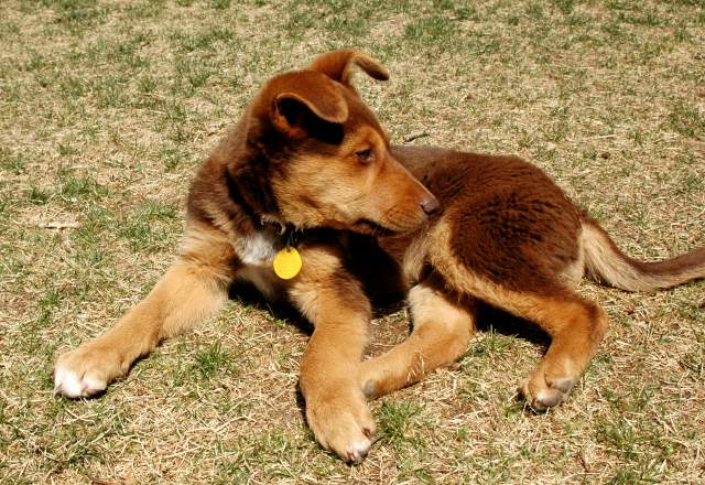 20060403Dogs5980