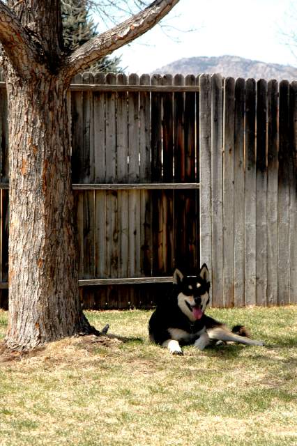 20060403Dogs5996