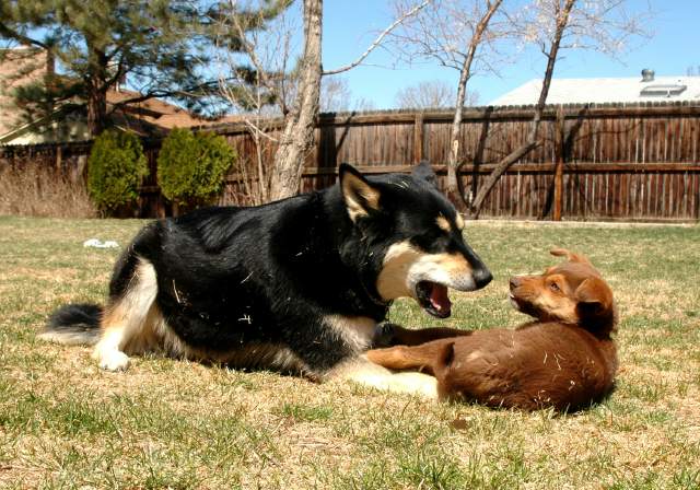 20060403Dogs6071
