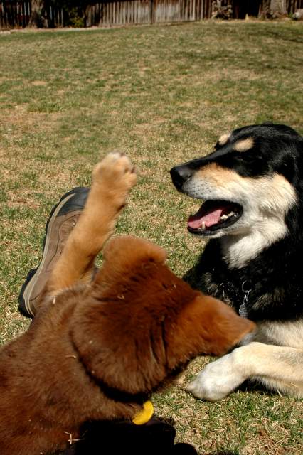 20060403Dogs6081