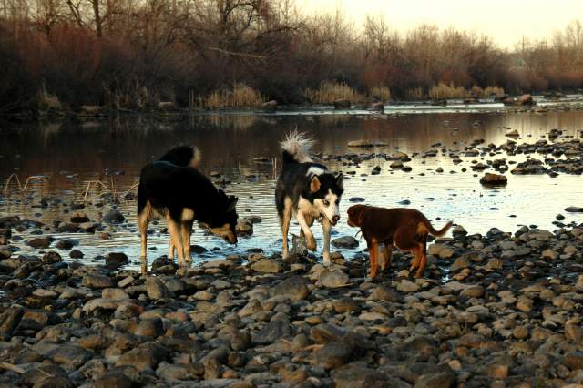 20060403Dogs6118
