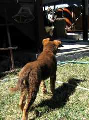 20060402SikaRusty76
