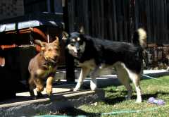 20060402SikaRusty79