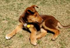 20060403Dogs5980