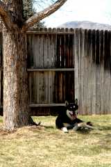 20060403Dogs5996
