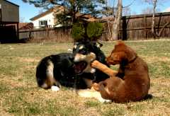 20060403Dogs6066
