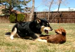 20060403Dogs6071