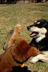 20060403Dogs6081