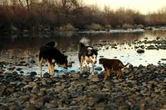 20060403Dogs6118