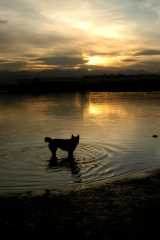 20060403Dogs6156