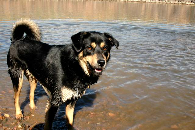20060408Dogs205