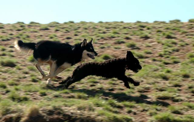 20060408Dogs322