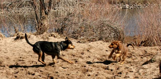 20060408Dogs383
