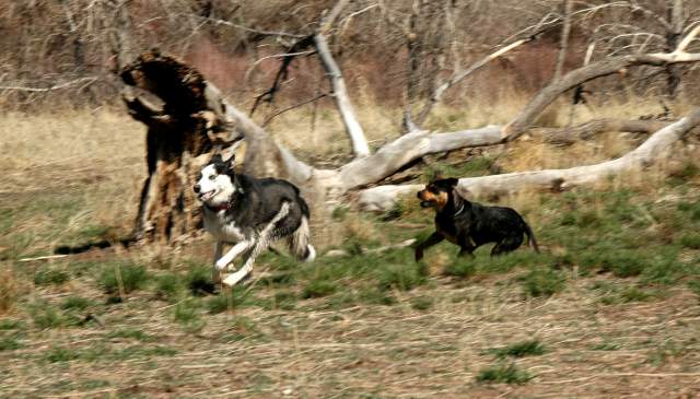 20060408Dogs431