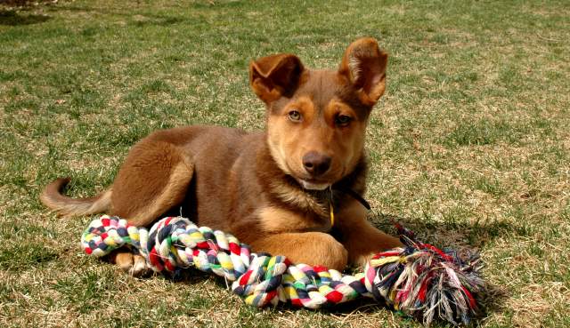 20060409Dogs481