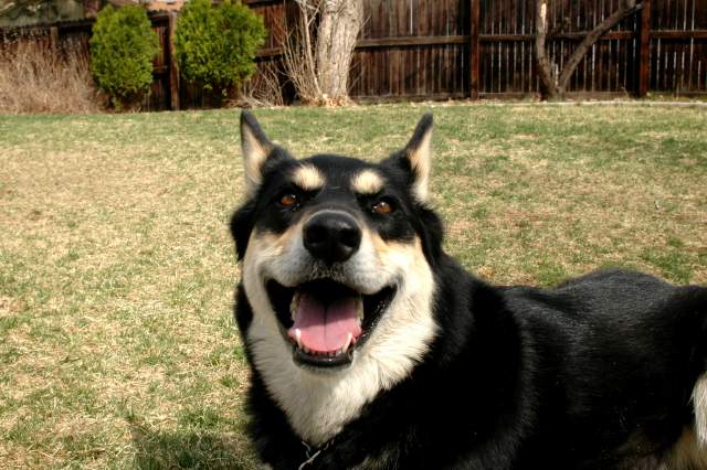 20060409Dogs482