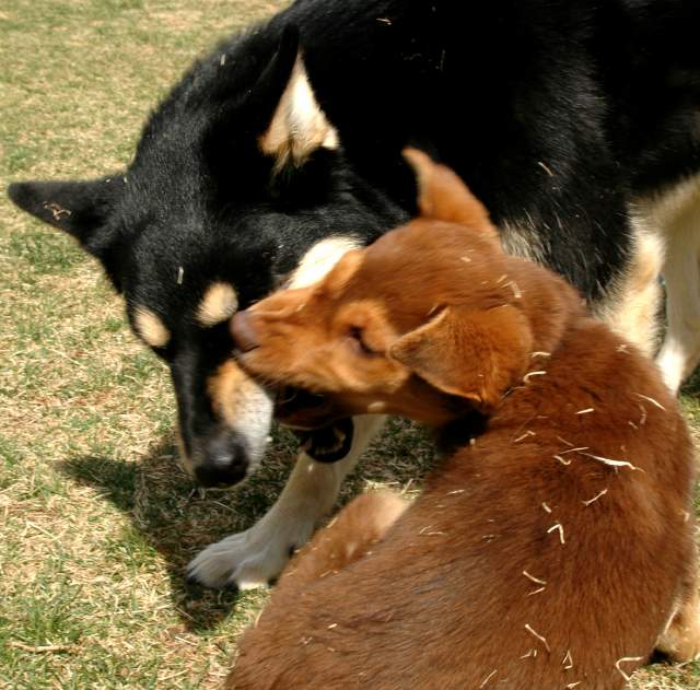 20060409Dogs534