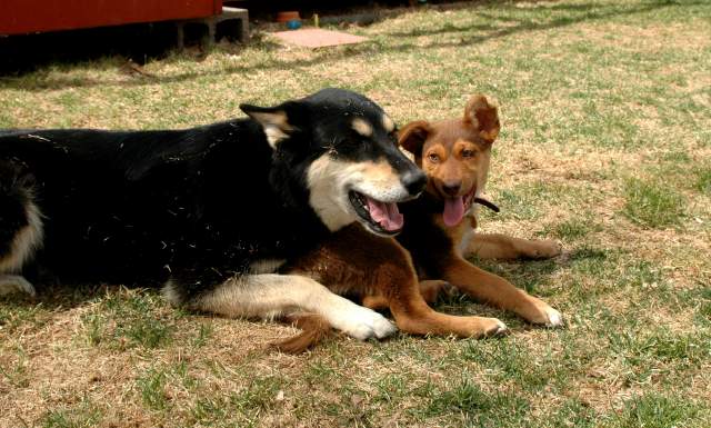 20060409Dogs579