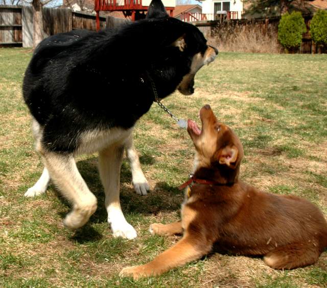 20060409Dogs598