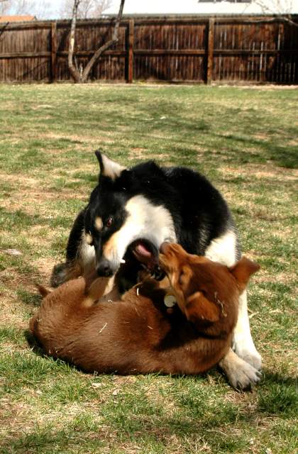 20060409Dogs615