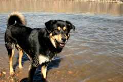 20060408Dogs205