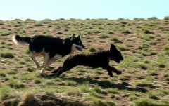 20060408Dogs322