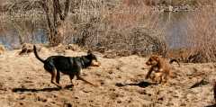 20060408Dogs383