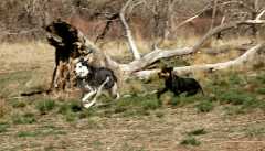 20060408Dogs431