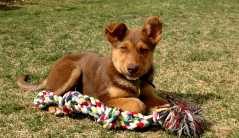 20060409Dogs481