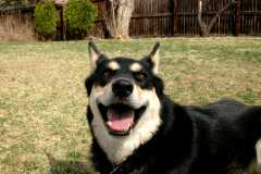 20060409Dogs482