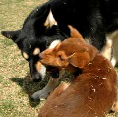20060409Dogs534