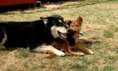 20060409Dogs579
