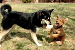 20060409Dogs587
