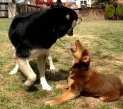 20060409Dogs598