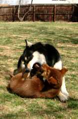 20060409Dogs615