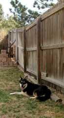 20060409Dogs622