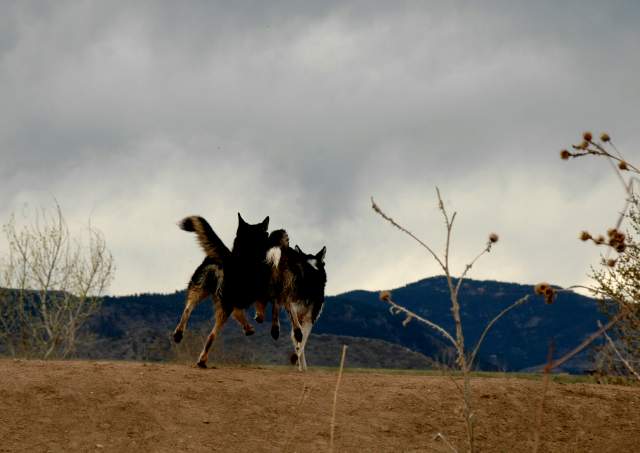 20060416Dogs6760