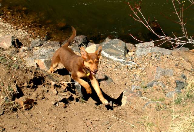 20060423Dogs6790