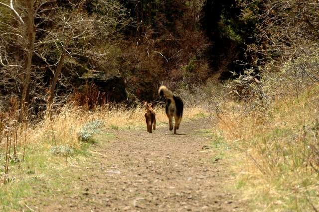 20060423Dogs6805