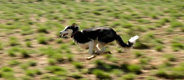 20060423Dogs7096