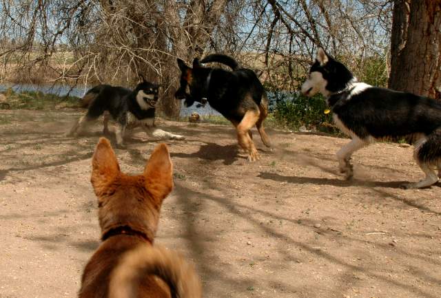 20060423Dogs7273