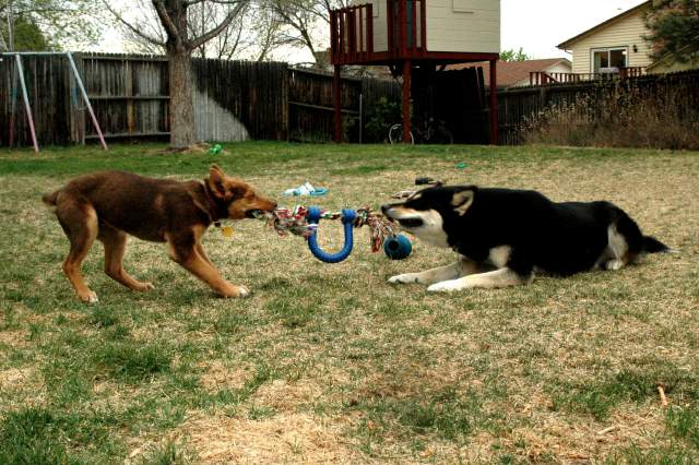 20060424Dogs7373