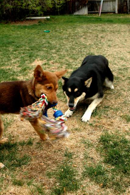 20060424Dogs7394