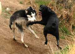 20060416Dogs6702
