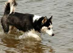 20060416Dogs6743