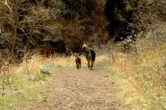 20060423Dogs6805